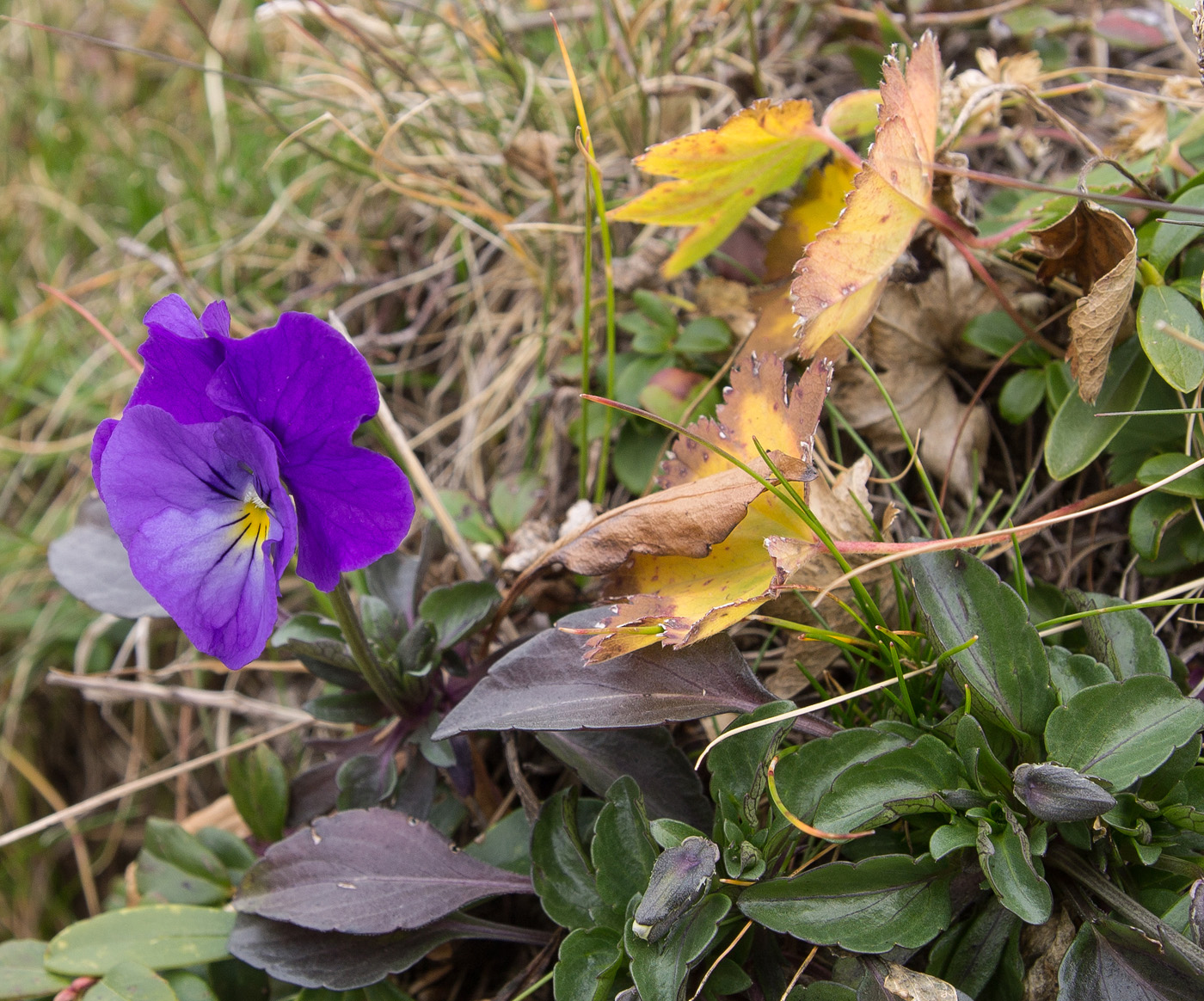 Image of Viola oreades specimen.