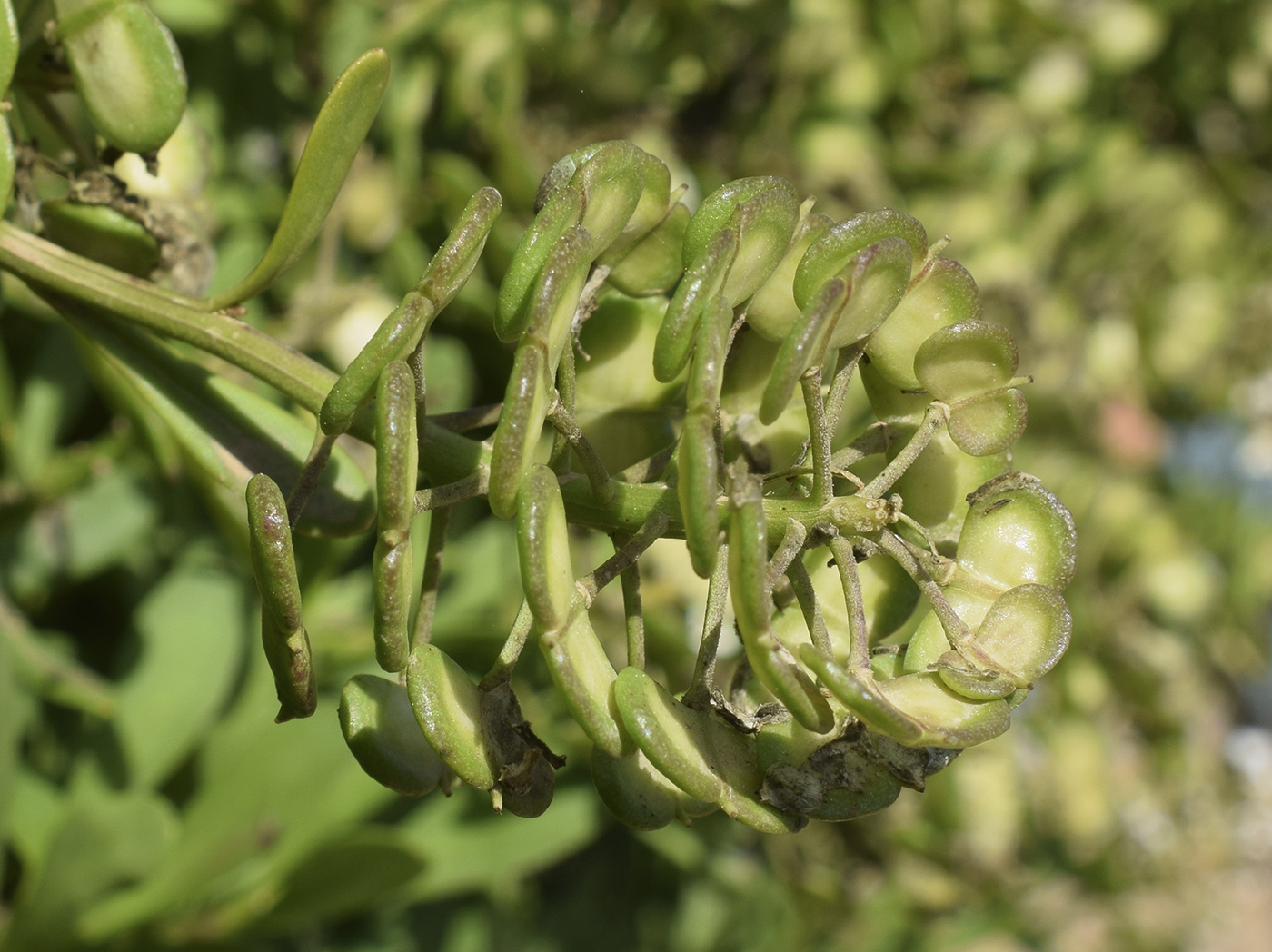 Image of Iberis sempervirens specimen.