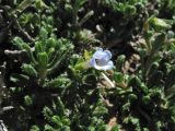 Lithodora hispidula. Побег с цветком. Греция, о. Родос, окр. мыса Прасониси, песчаный берег Средиземного моря. 9 мая 2011 г.