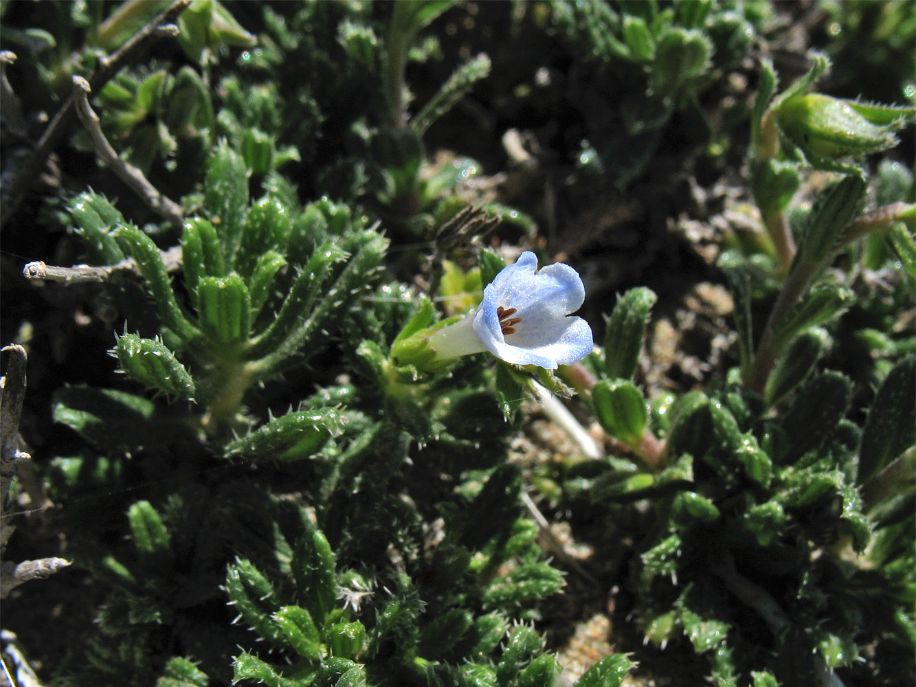 Изображение особи Lithodora hispidula.