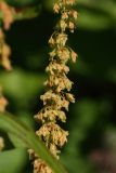 Rumex sylvestris