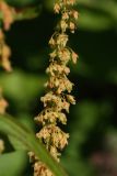 Rumex sylvestris. Часть соплодия. Санкт-Петербург, Старый Петергоф, парк \"Сергиевка\", лужайка у Китайского домика. 01.08.2020.