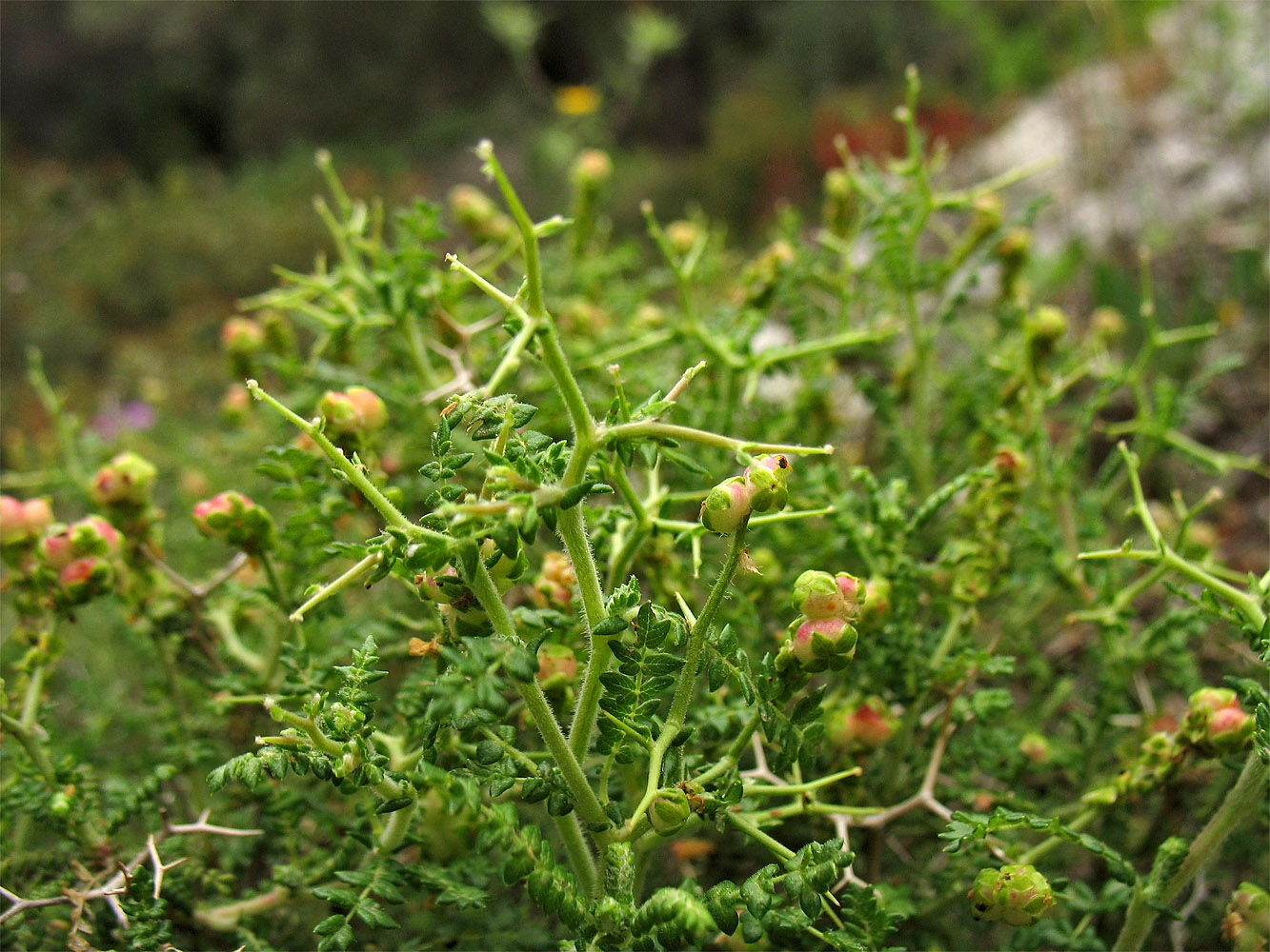 Изображение особи Sarcopoterium spinosum.