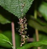 Cobaea scandens