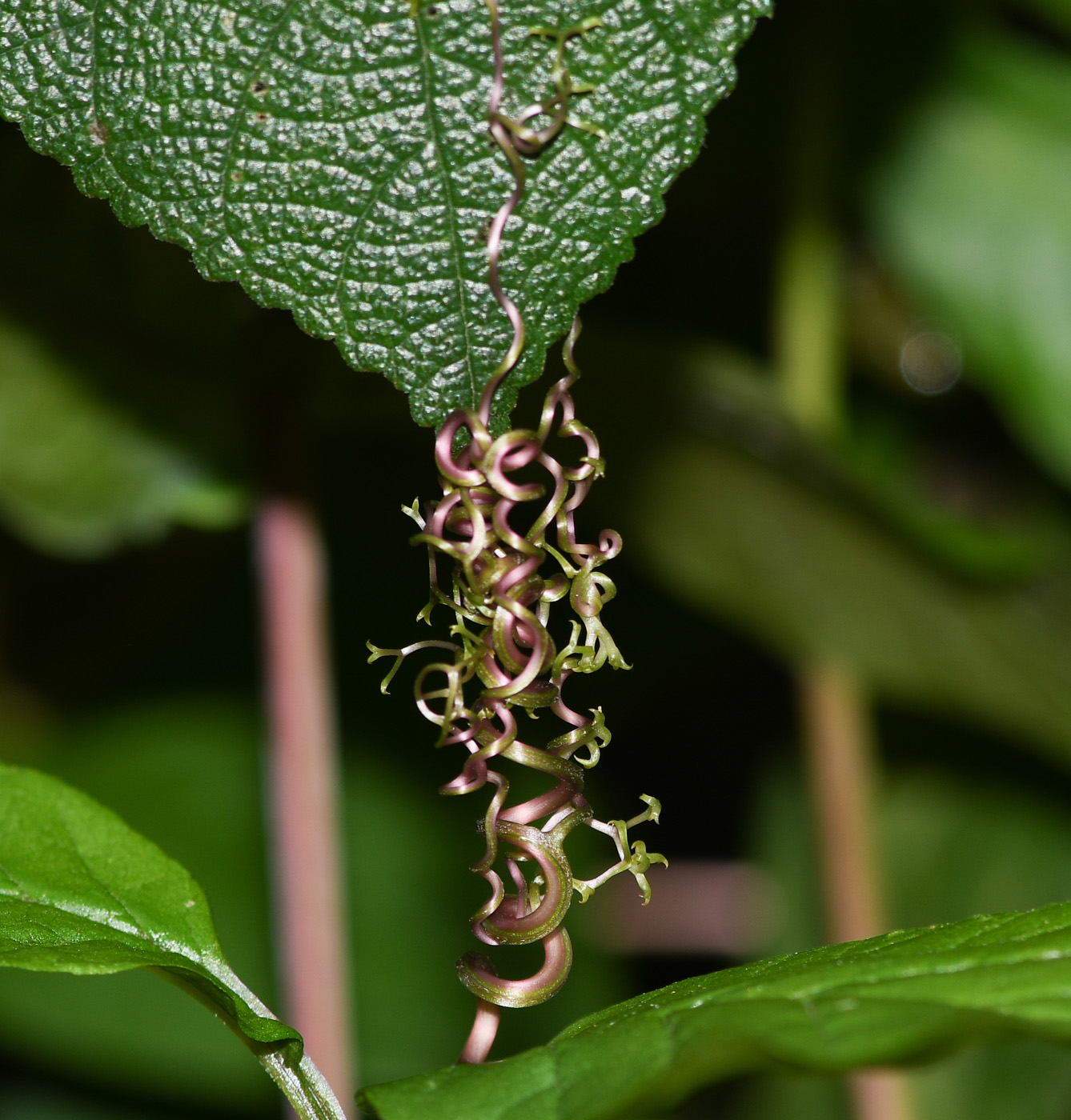 Изображение особи Cobaea scandens.