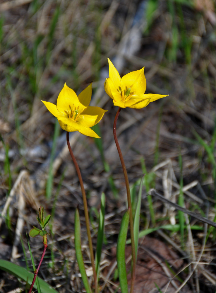 Изображение особи Tulipa biebersteiniana.