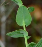 Klasea cerinthifolia