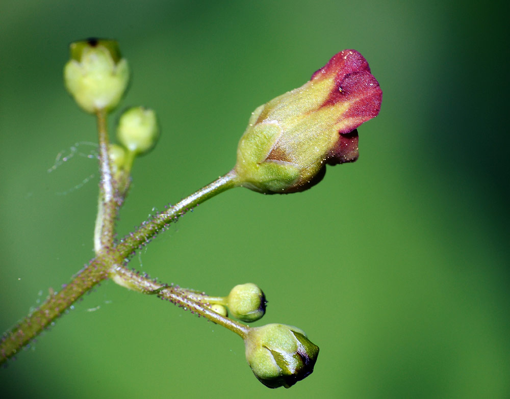 Изображение особи Scrophularia nodosa.