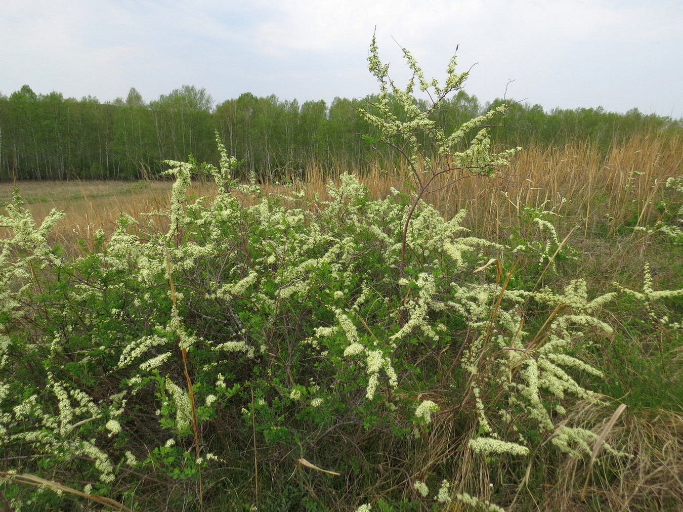 Image of Spiraea hypericifolia specimen.