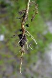 Matricaria discoidea