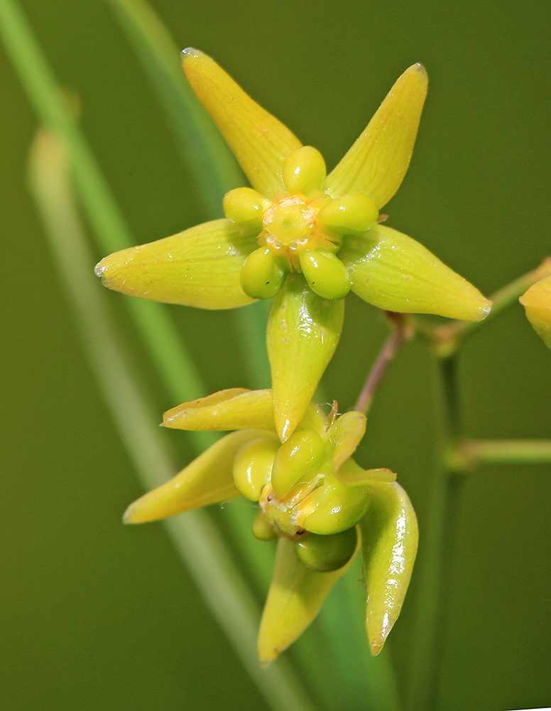 Image of Pycnostelma paniculatum specimen.