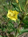 Oenothera rubricaulis