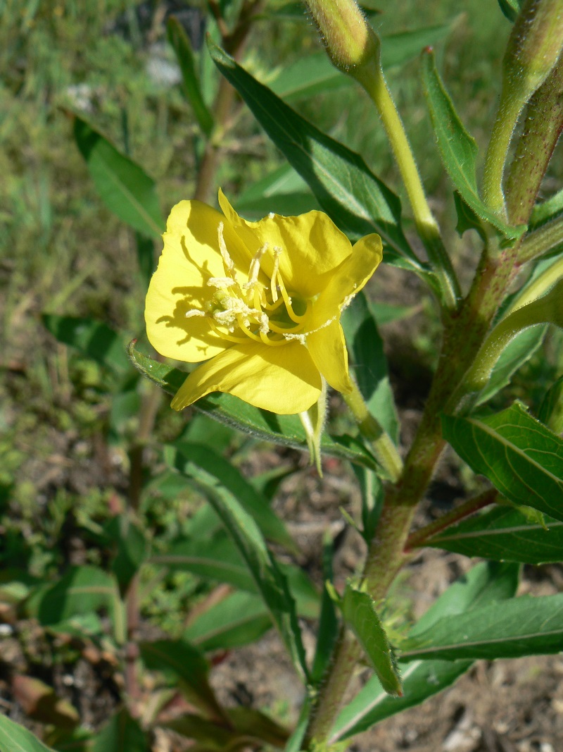 Image of Oenothera rubricaulis specimen.