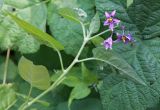 Solanum persicum