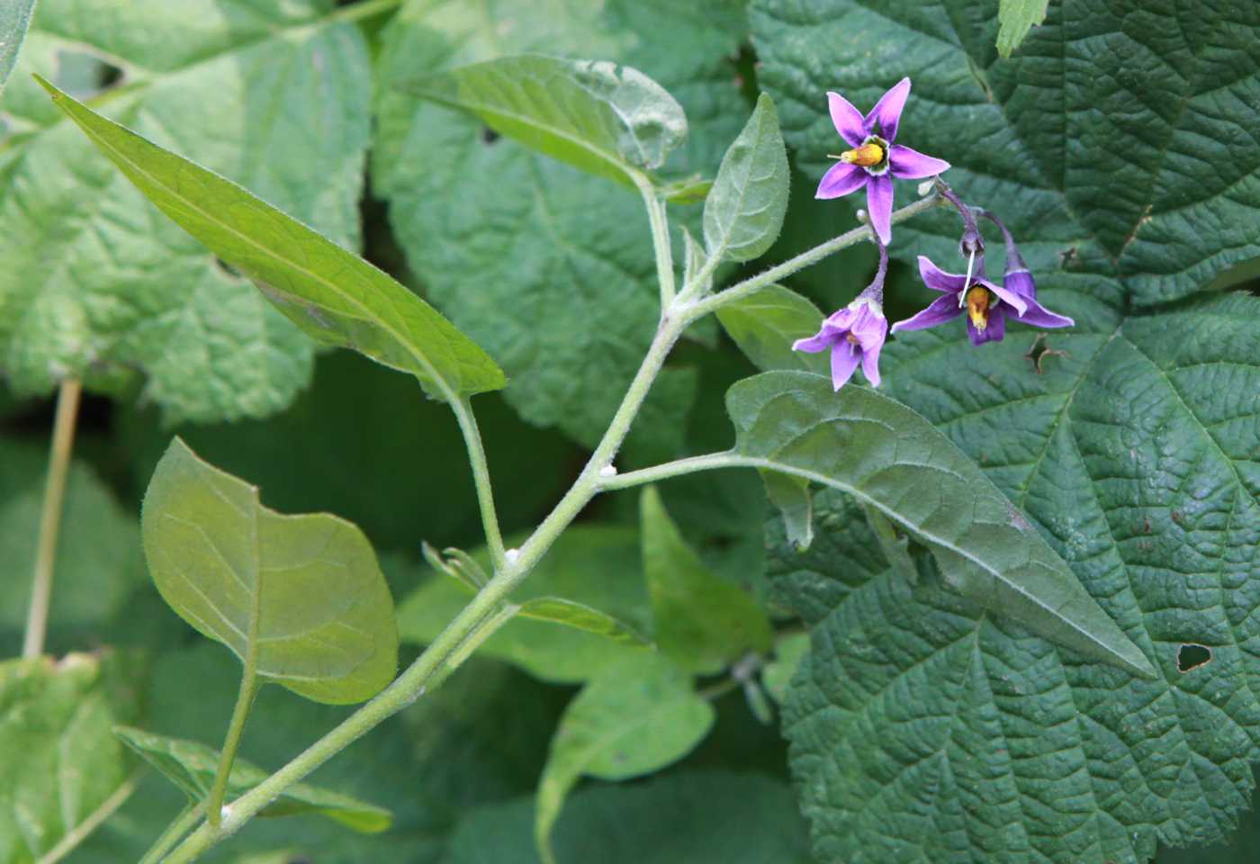 Изображение особи Solanum persicum.