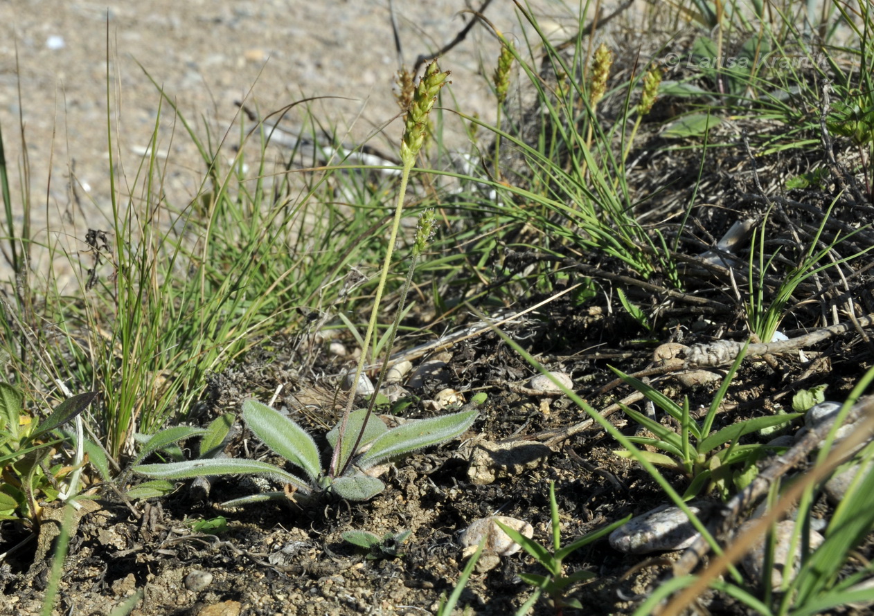 Image of Plantago camtschatica specimen.