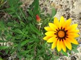 Gazania rigens