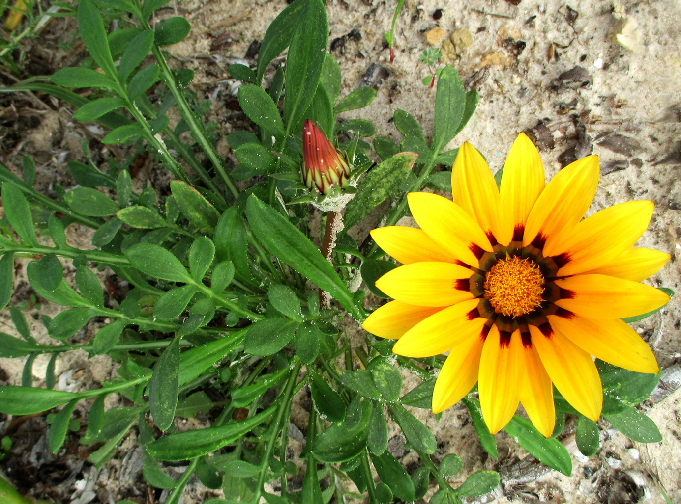 Image of Gazania rigens specimen.