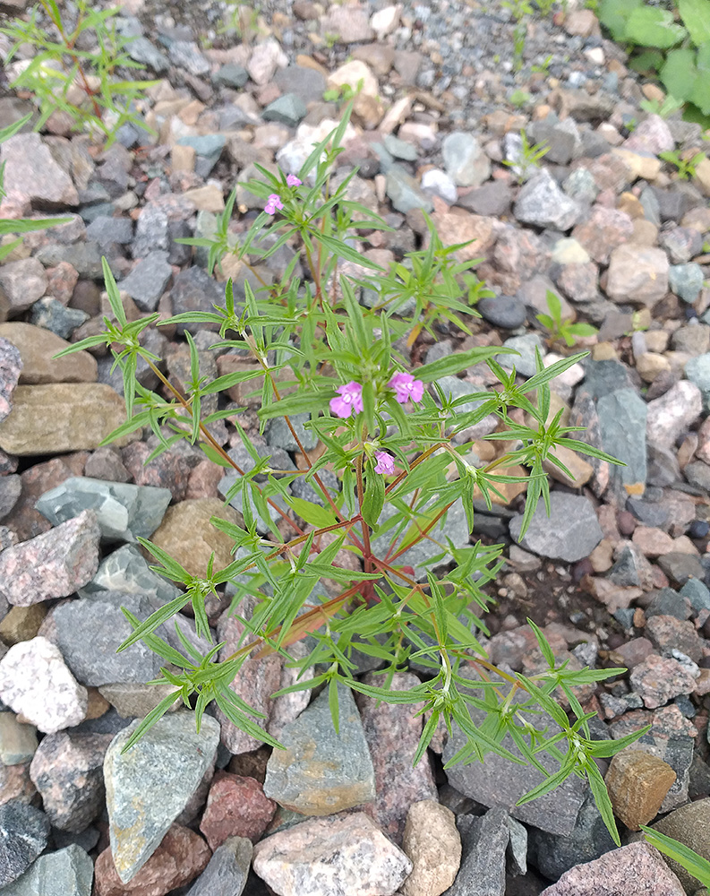 Image of Galeopsis angustifolia specimen.