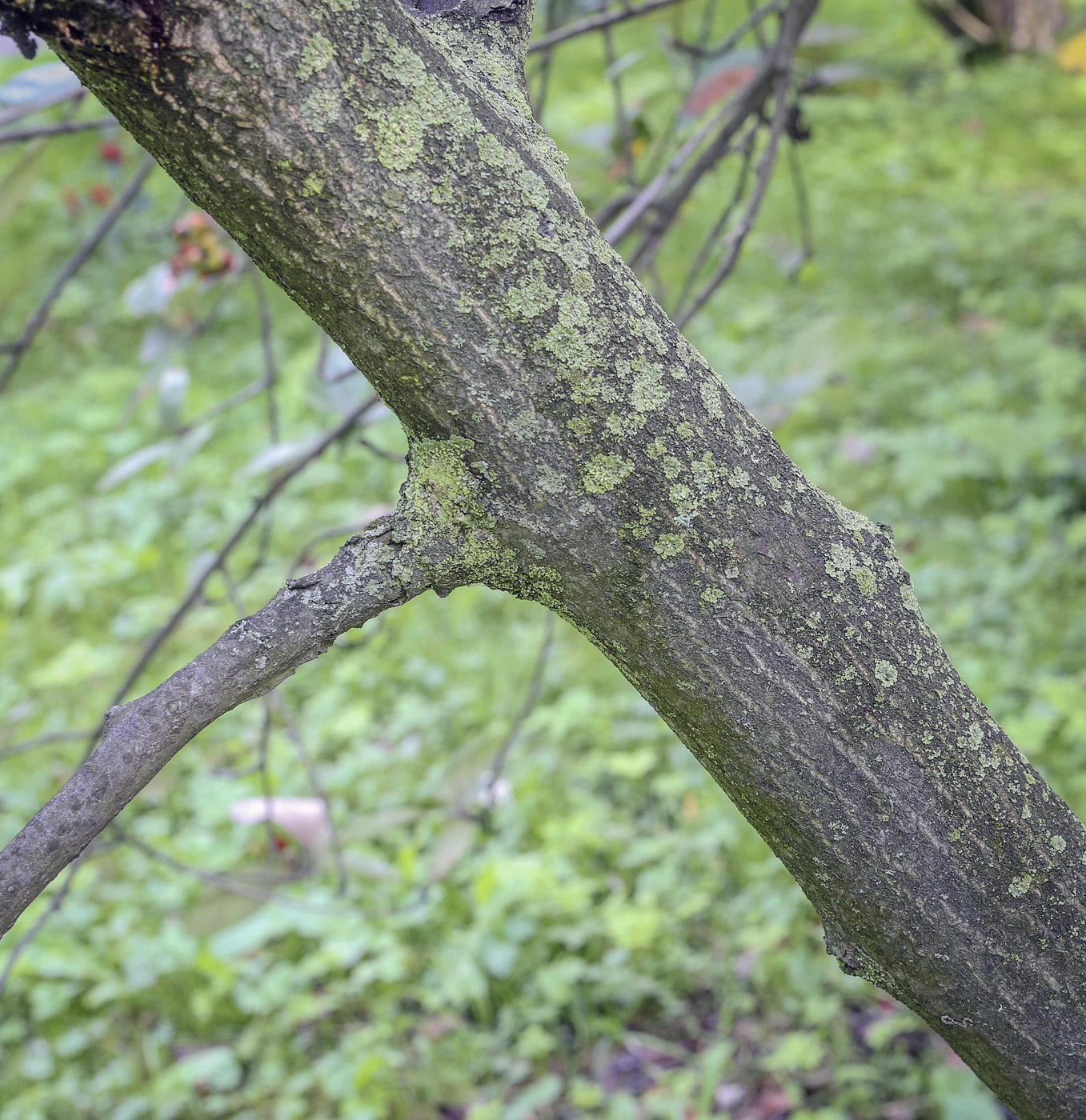 Image of Sorbus subfusca specimen.