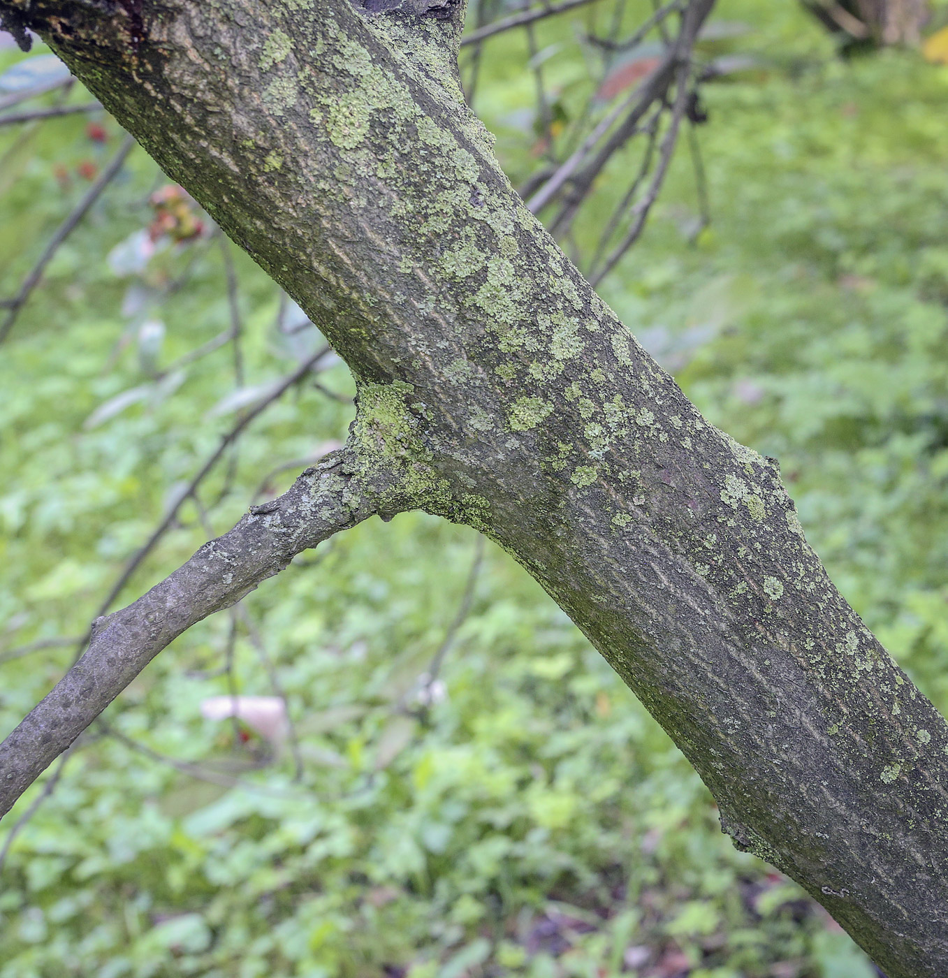 Изображение особи Sorbus subfusca.