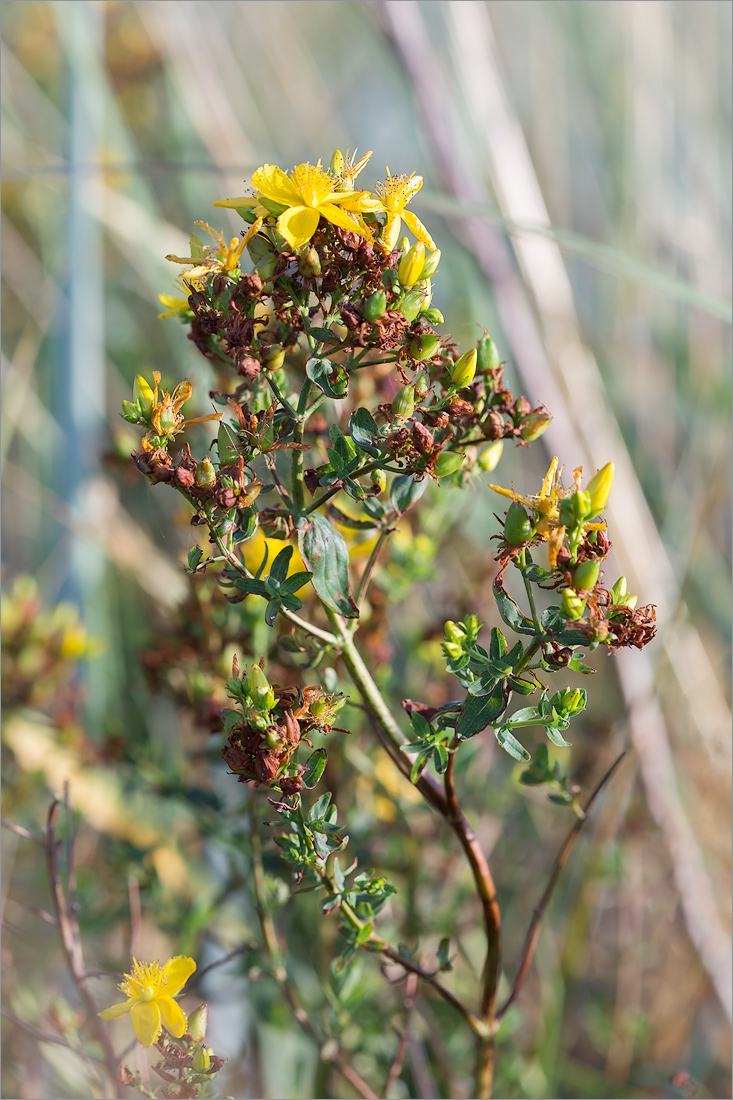 Изображение особи Hypericum perforatum.