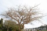 Vachellia sieberiana