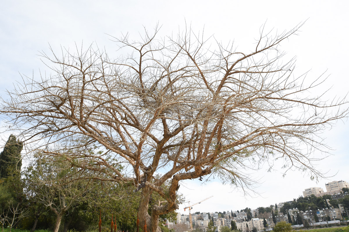 Изображение особи Vachellia sieberiana.