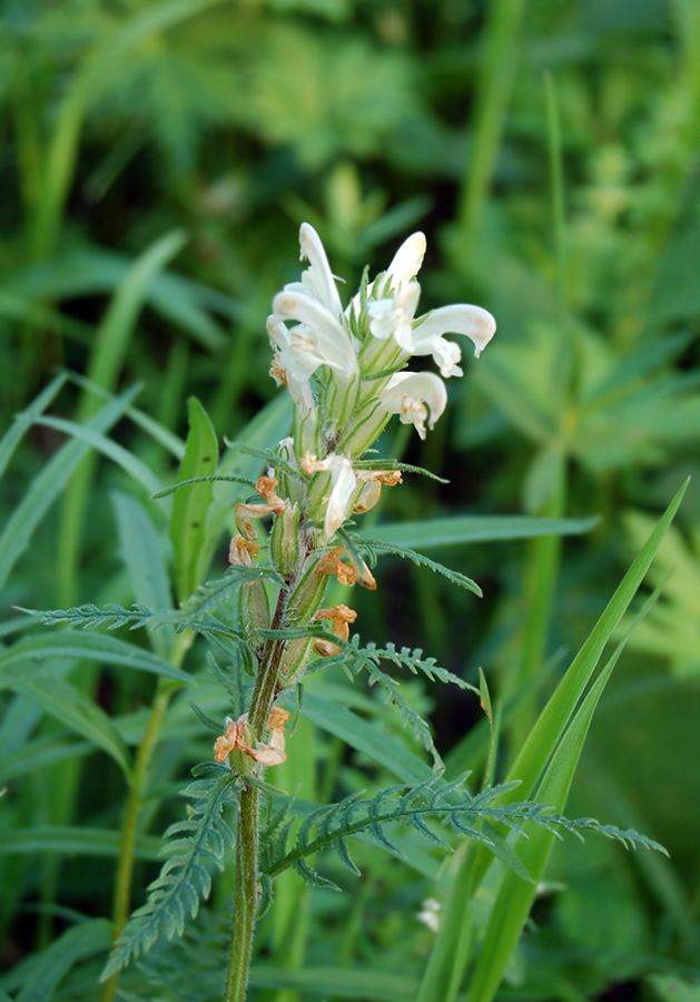 Изображение особи Pedicularis venusta.