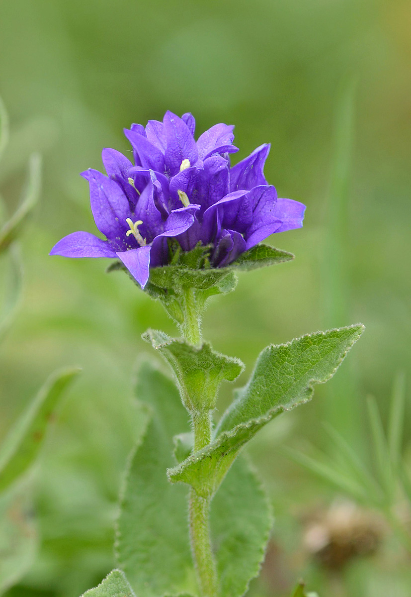 Image of Campanula trautvetteri specimen.