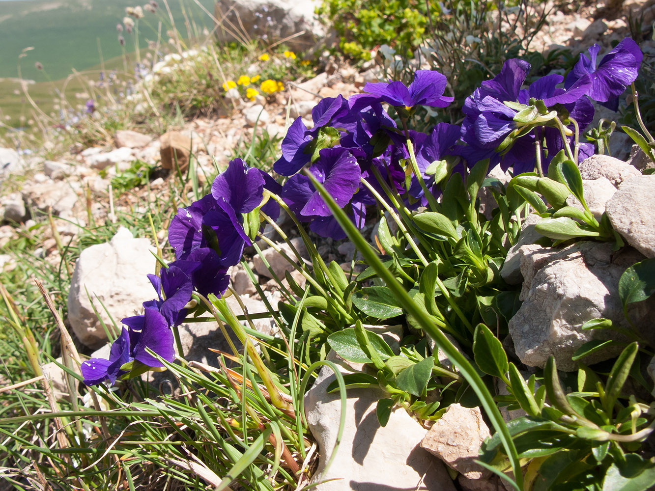 Изображение особи Viola oreades.