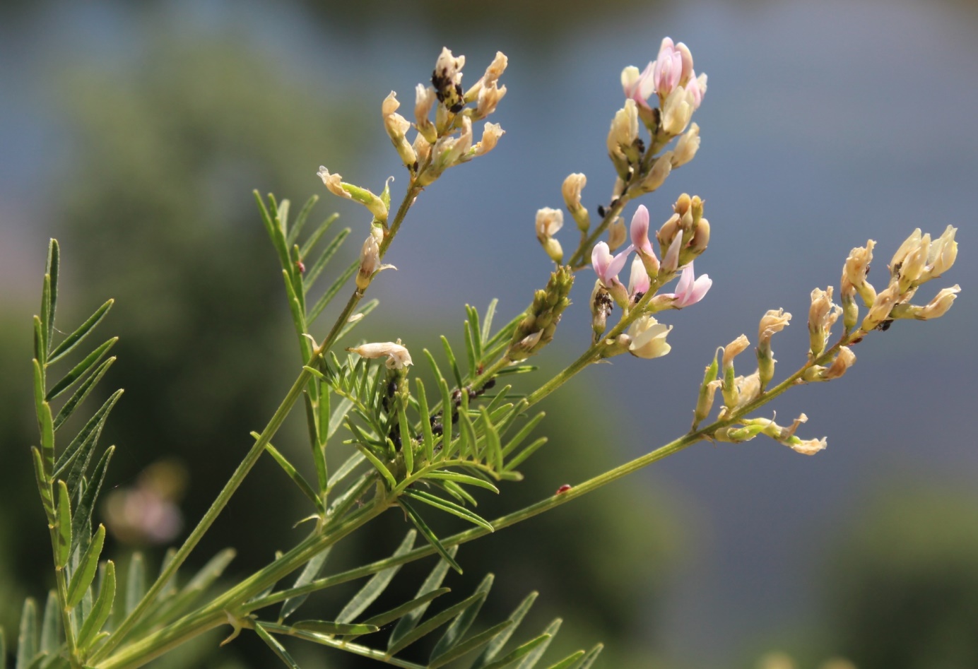 Image of Astragalus sulcatus specimen.