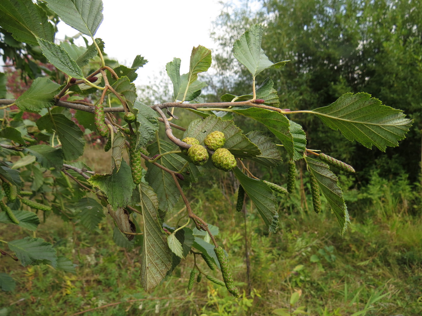 Image of Alnus incana specimen.