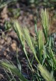 Hordeum leporinum