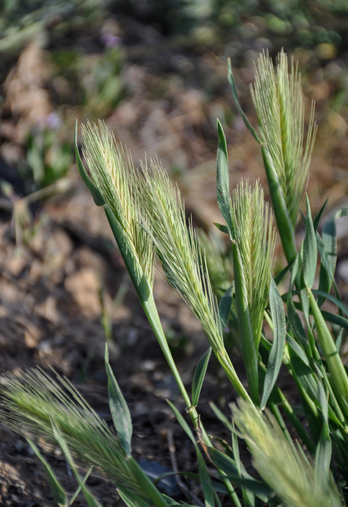 Изображение особи Hordeum leporinum.