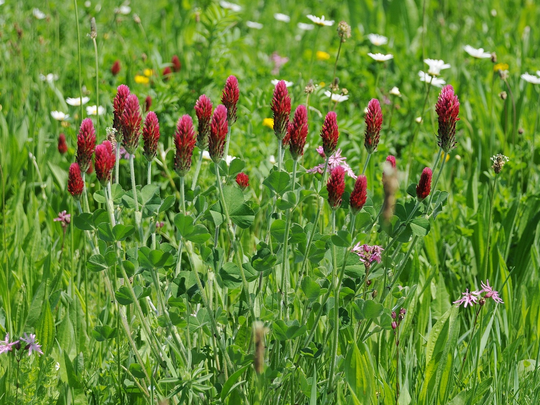 Image of Trifolium incarnatum specimen.