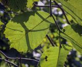 Ulmus glabra