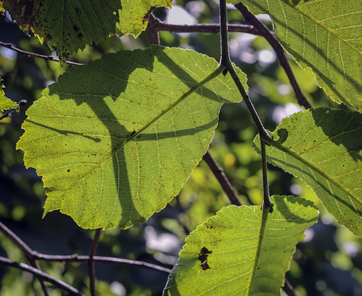 Изображение особи Ulmus glabra.