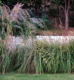 Cortaderia selloana. Плодоносящие растения в сообществе с другими декоративными злаковыми. Болгария, Бургасская обл., г. Несебр, Старый Несебр, парк-променад, в культуре. 12.09.2021.