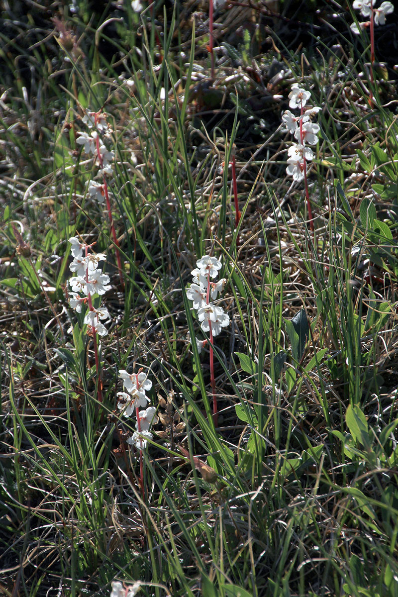 Image of genus Pyrola specimen.