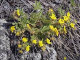 Potentilla humifusa