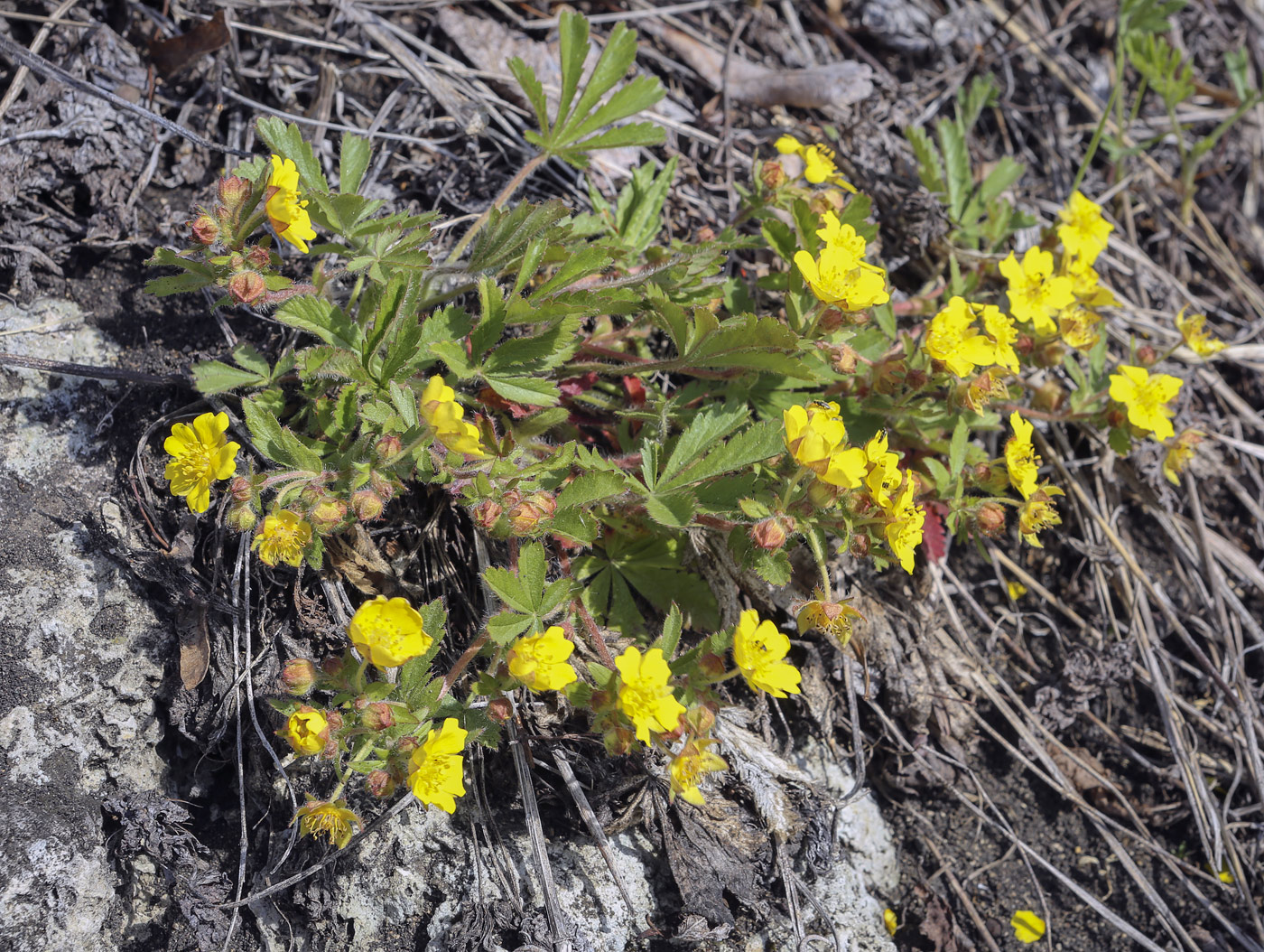 Image of Potentilla humifusa specimen.