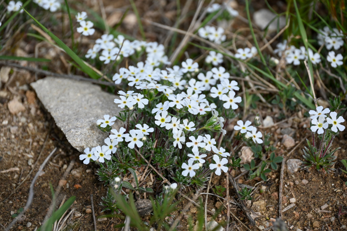 Image of Androsace barbulata specimen.