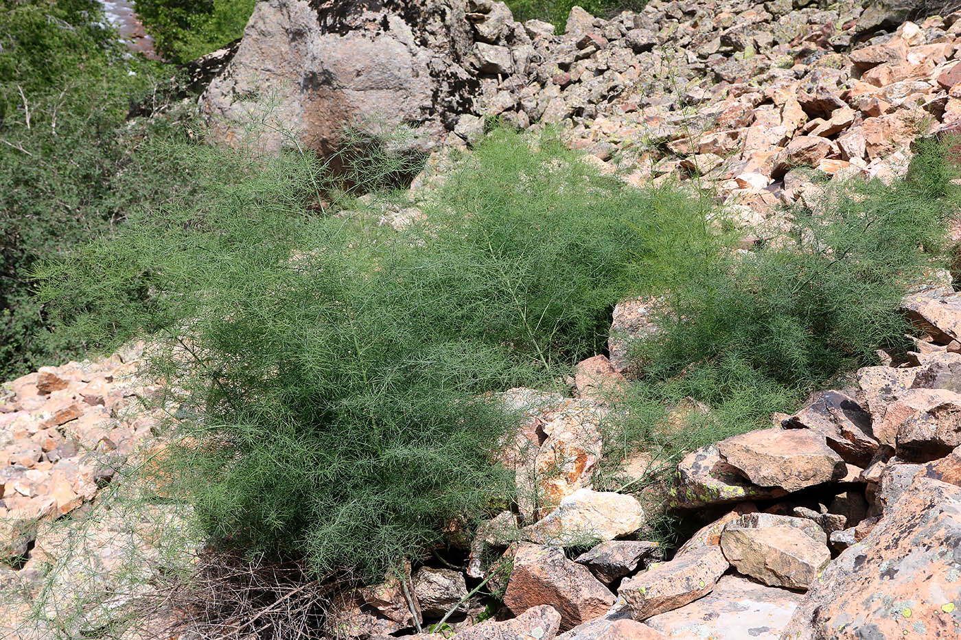 Image of Asparagus persicus specimen.