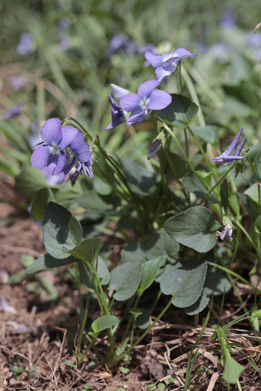 Изображение особи Viola canina.