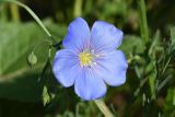 Linum austriacum