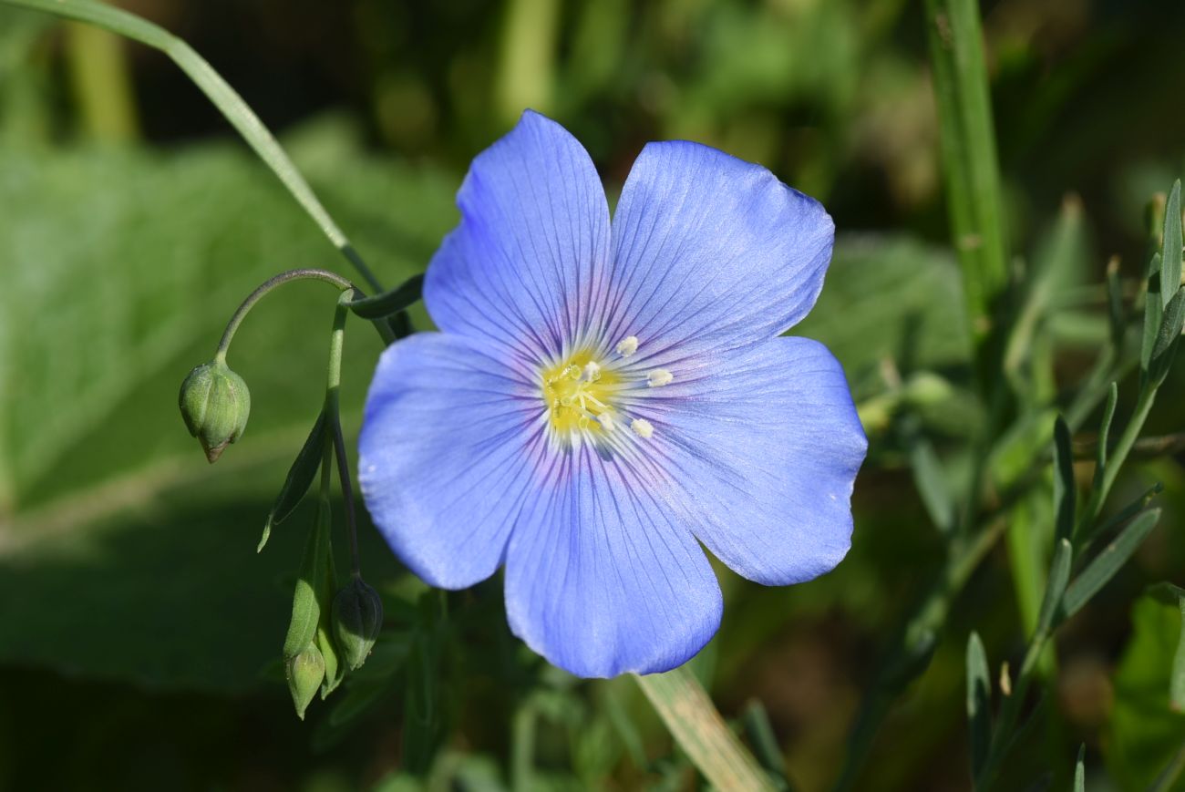 Изображение особи Linum austriacum.