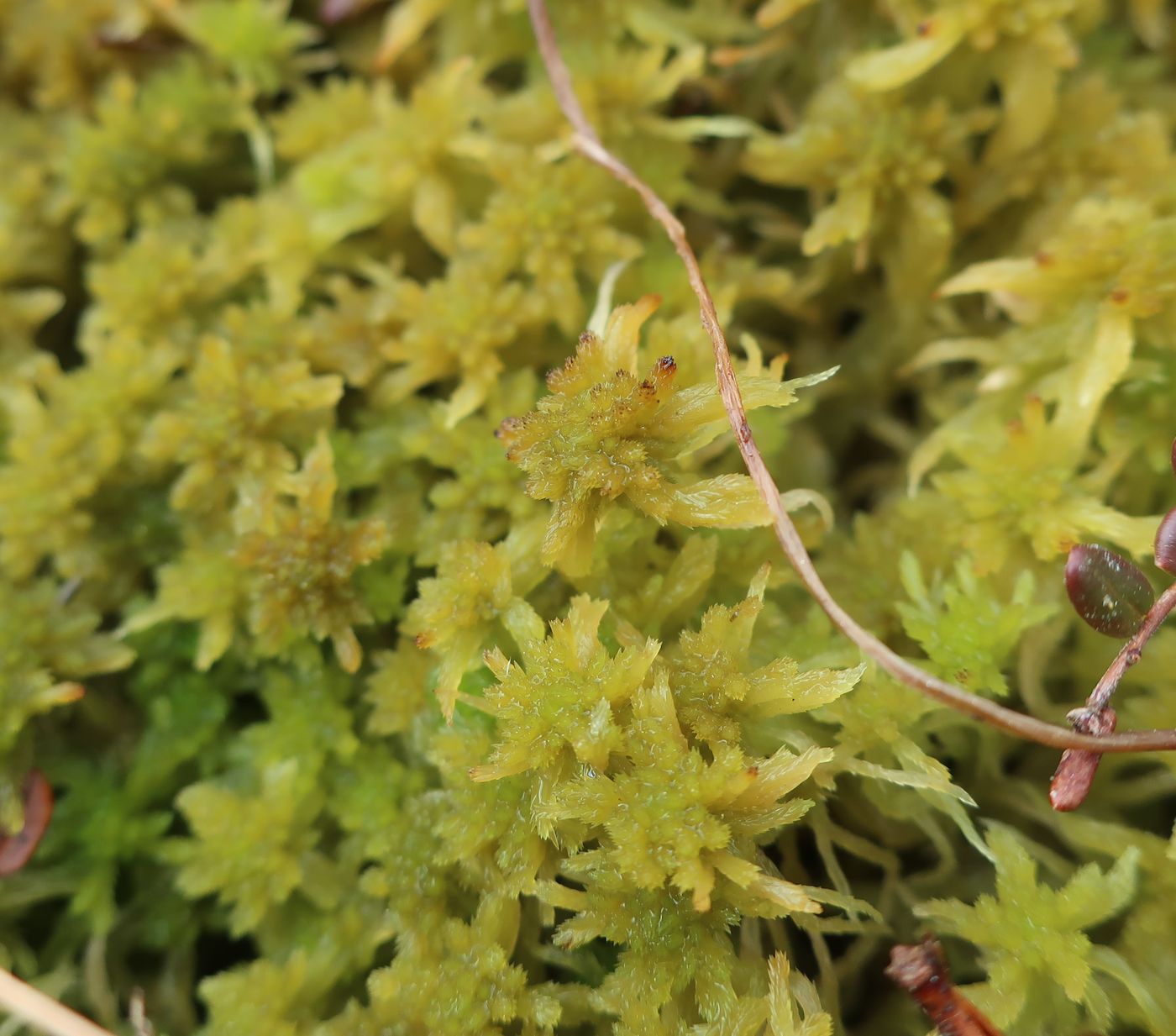 Image of genus Sphagnum specimen.