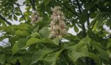 Aesculus hippocastanum. Соцветие и листья. Владимирская обл., Александровский р-н, с. Старая Слобода, в культуре. 11.06.2022.