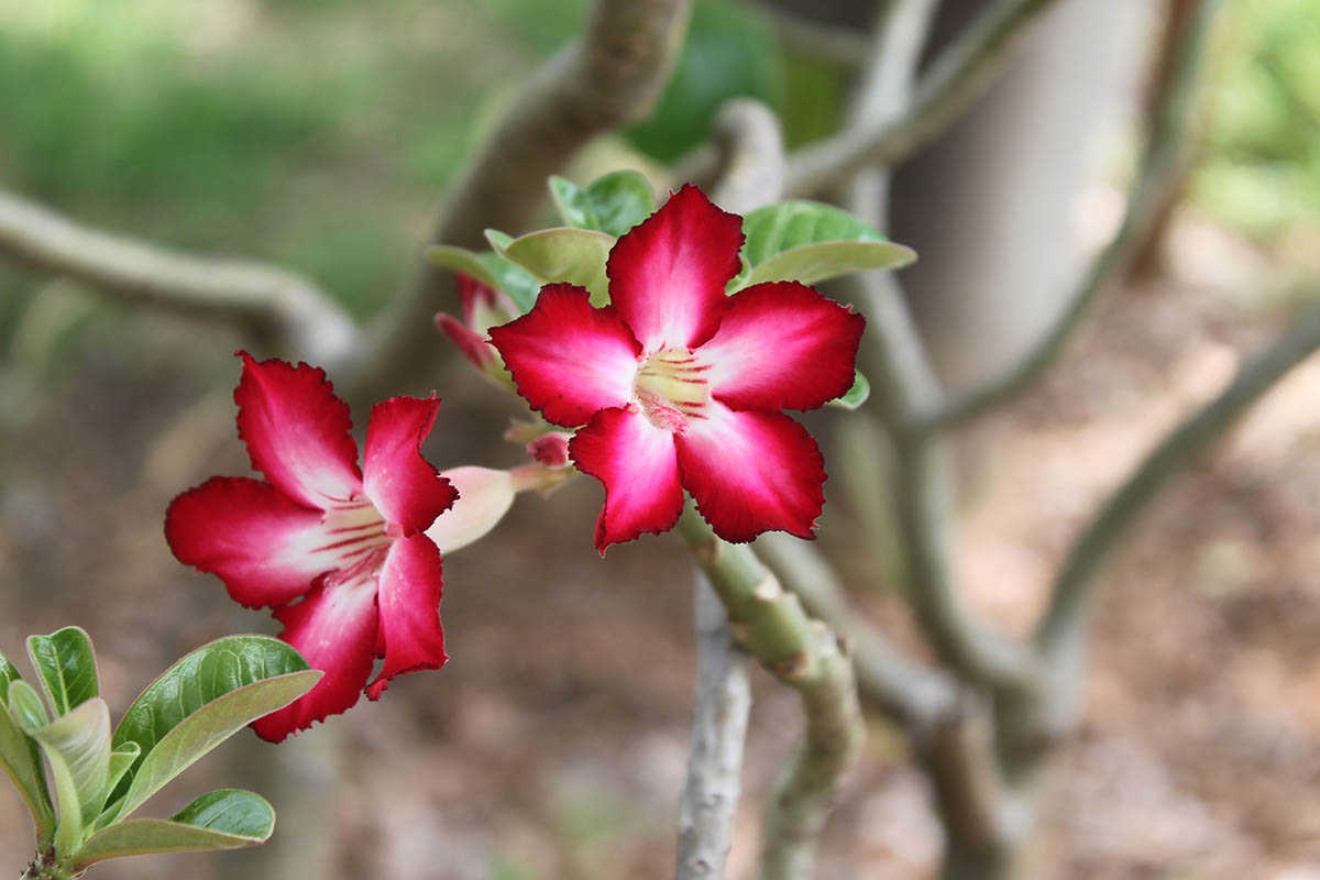 Image of Adenium obesum specimen.